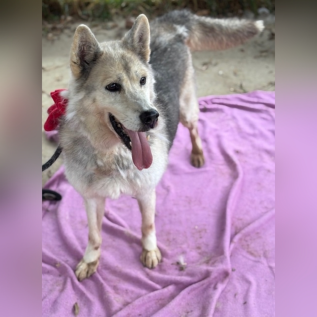 Hellbeige-braungraue Hündin, stehend, von vorn oben, Kopf und Blick nach links