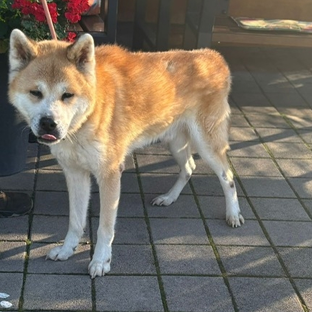 Hellbraun-weißer Rüde, stehend, von vorn eher linke Seite, Kopf und Blick leicht nach links Richtung Kamera