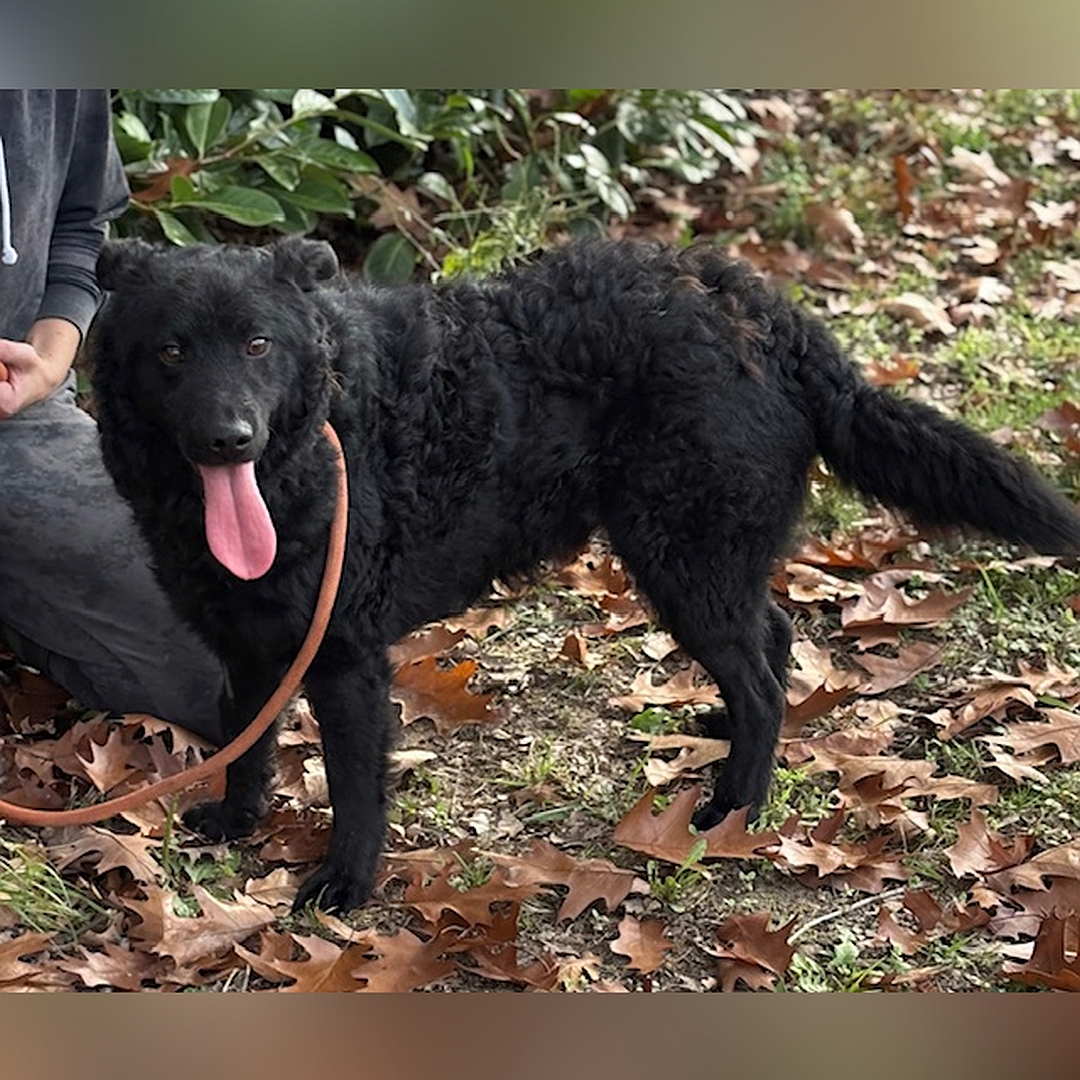 Schwarzer Rüde, stehend, linke Seite, Kopf und Blick nach links in Kamera