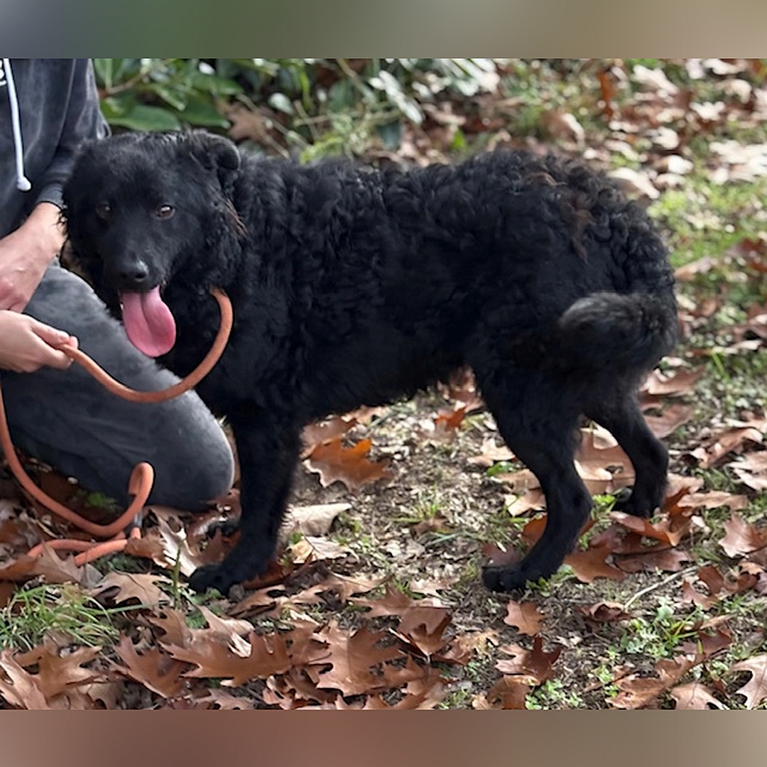 Schwarzer Rüde, stehend, linke Seite, Kopf und Blick nach links in Kamera