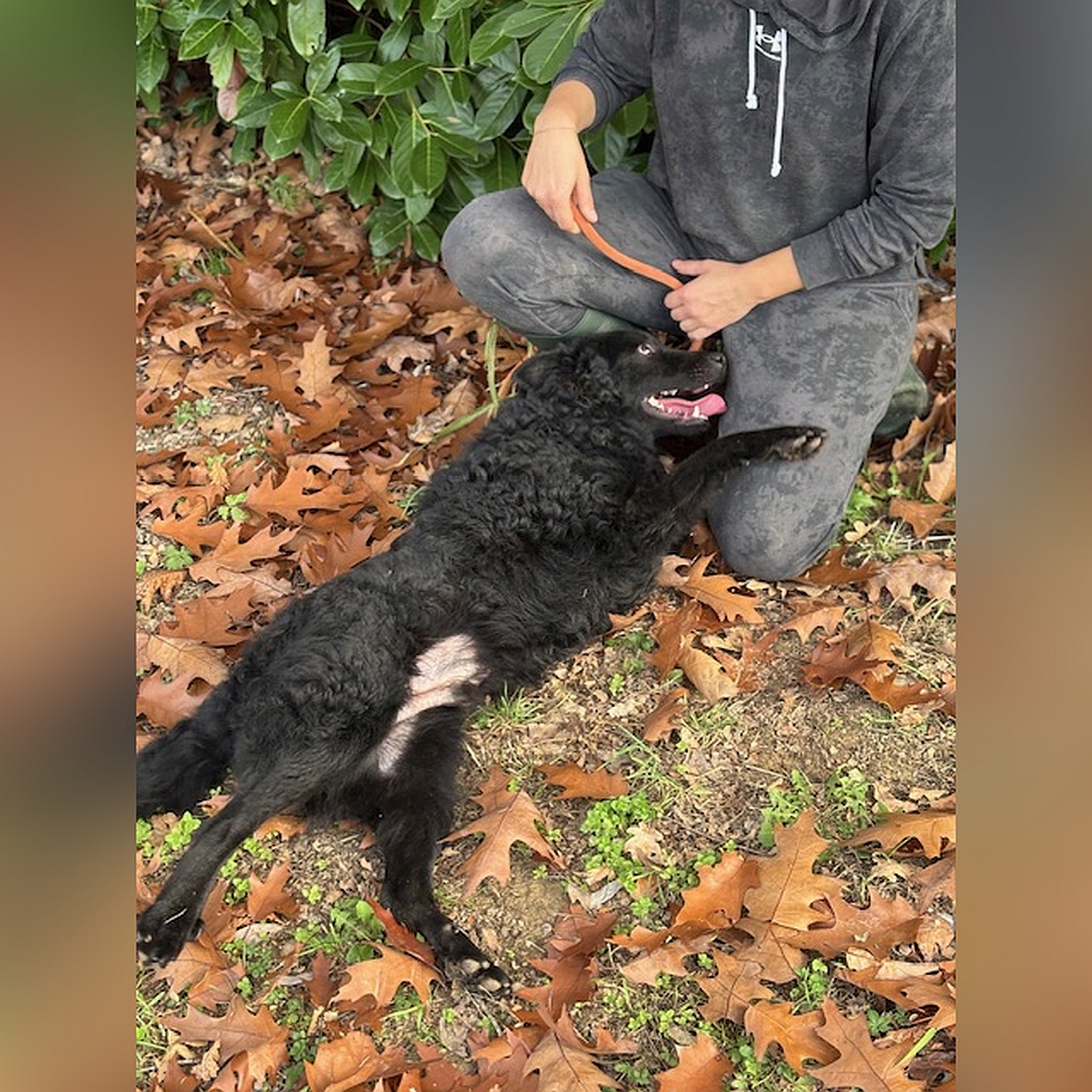 Schwarzer Rüde, auf dem Rücken liegend, angelehnt an eine Person, Blick zur linken Seite