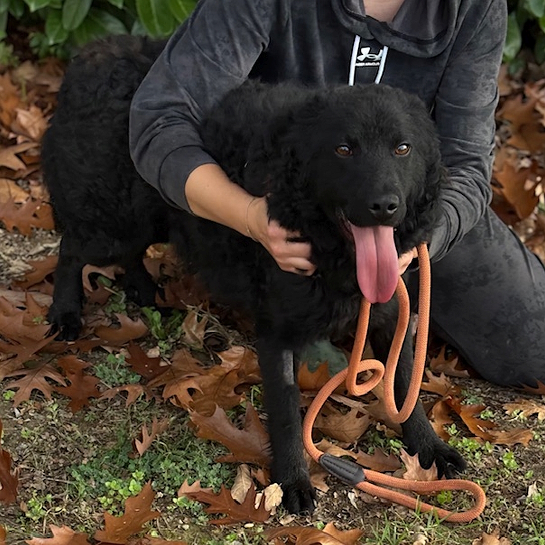 Schwarzer Rüde, stehend, von eher rechts vorn, wird von einer Person umarmt, Blick in Kamera