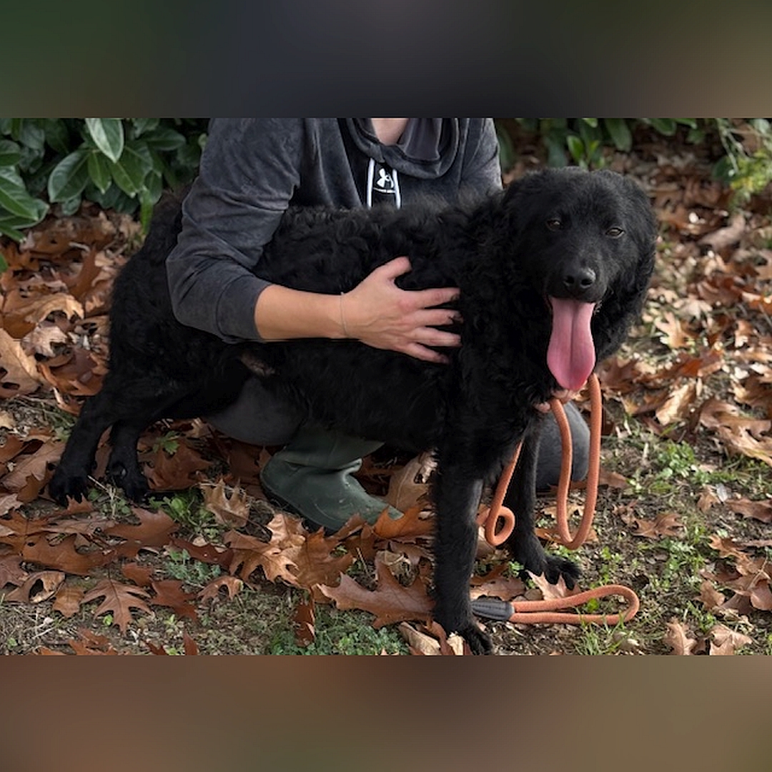 Schwarzer Rüde, stehend, von eher rechts vorn, wird von einer Person umarmt, Blick in Kamera