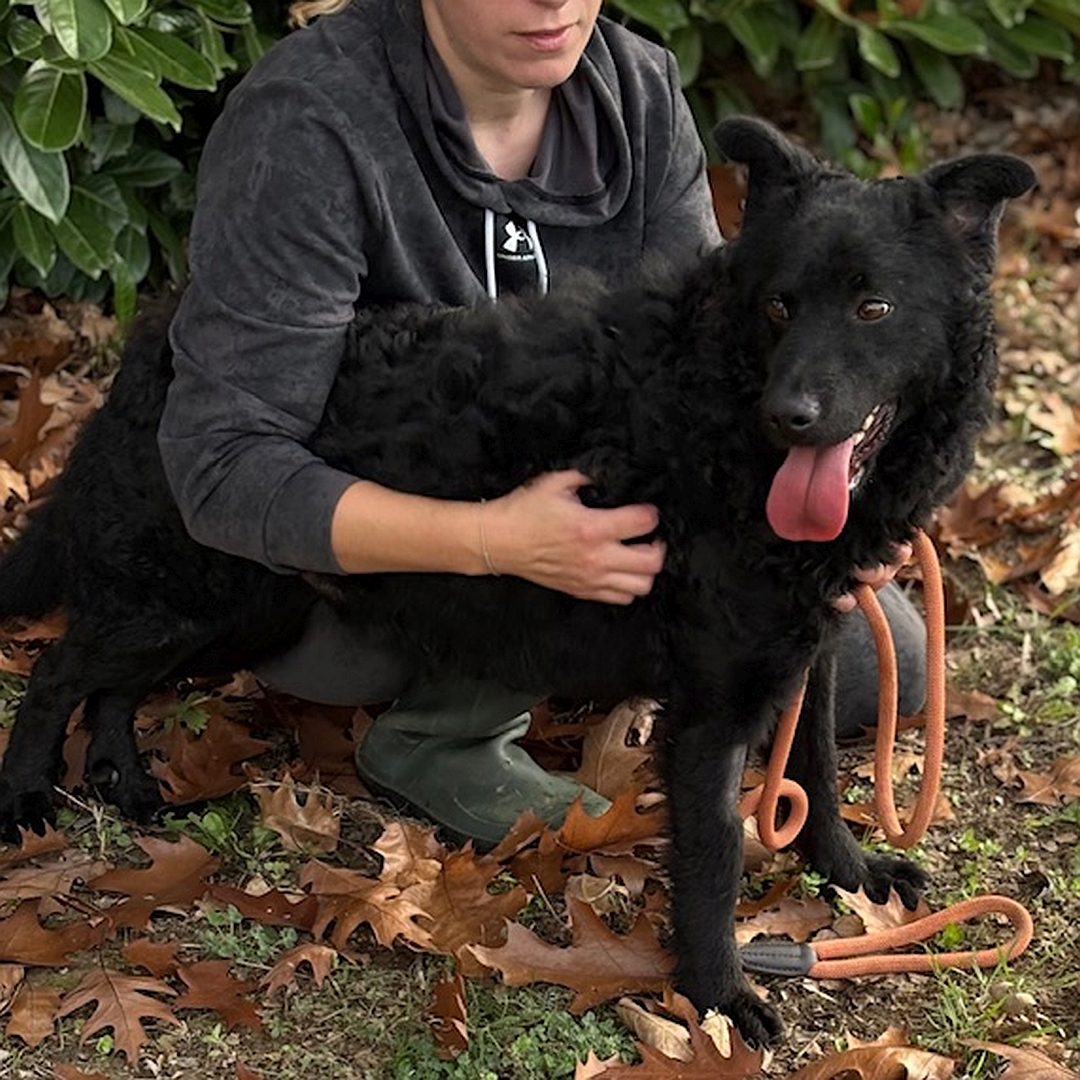 Schwarzer Rüde, stehend, von eher rechts vorn, wird von einer Person umarmt, Kopf und Blick nach rechts
