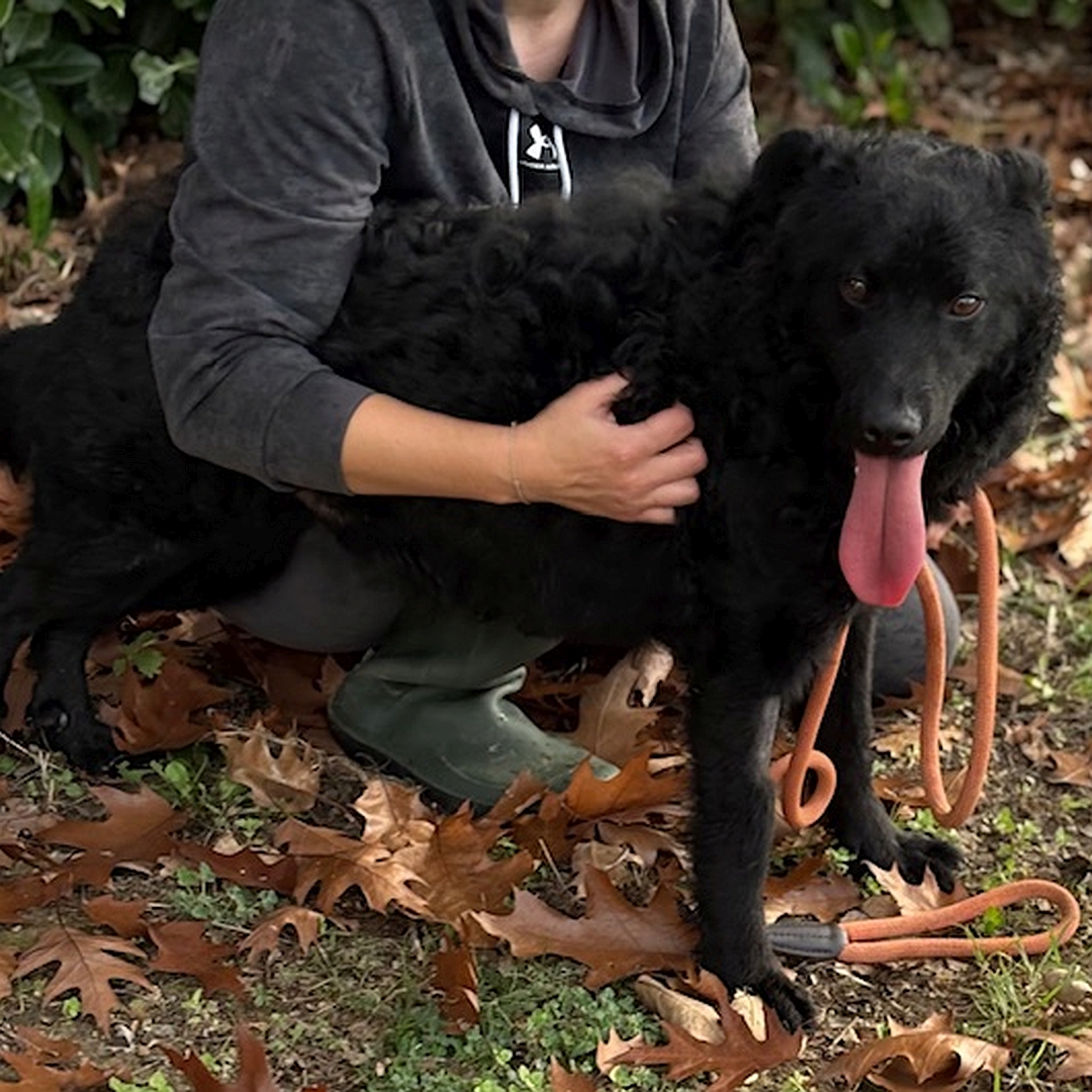 Schwarzer Rüde, stehend, von eher rechts vorn, wird von einer Person umarmt, Kopf und Blick nach rechts vorn