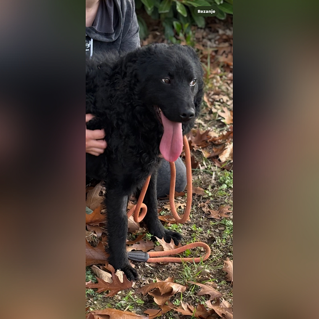 Schwarzer Rüde, stehend, von eher rechts vorn, wird von einer Person umarmt, Kopf und Blick geradeaus