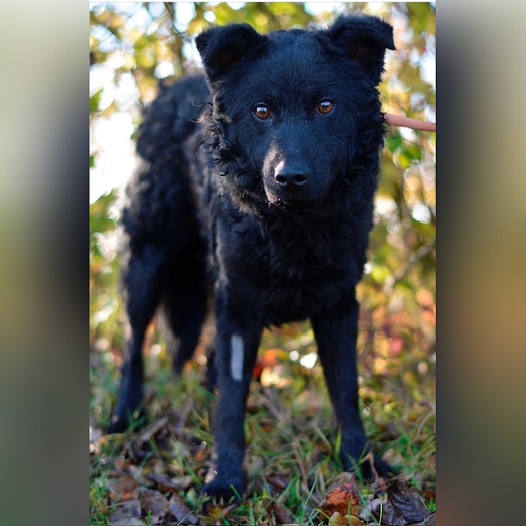 Schwarzer Rüde, stehend, von vorn, Blick in Kamera