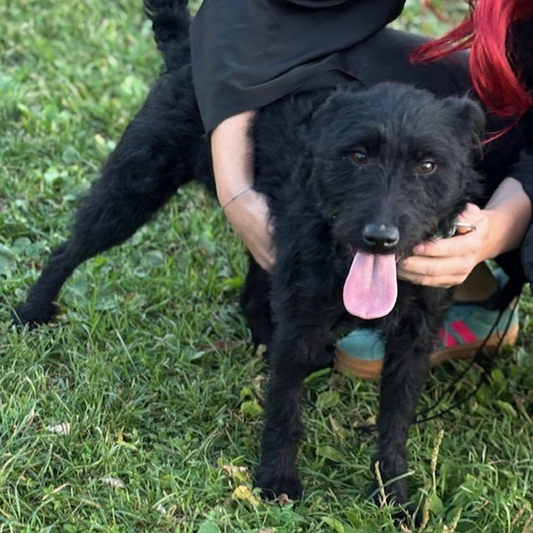 Schwarze Hündin, stehend, von vorn, Blick in Kamera, wird von einer Person gehalten