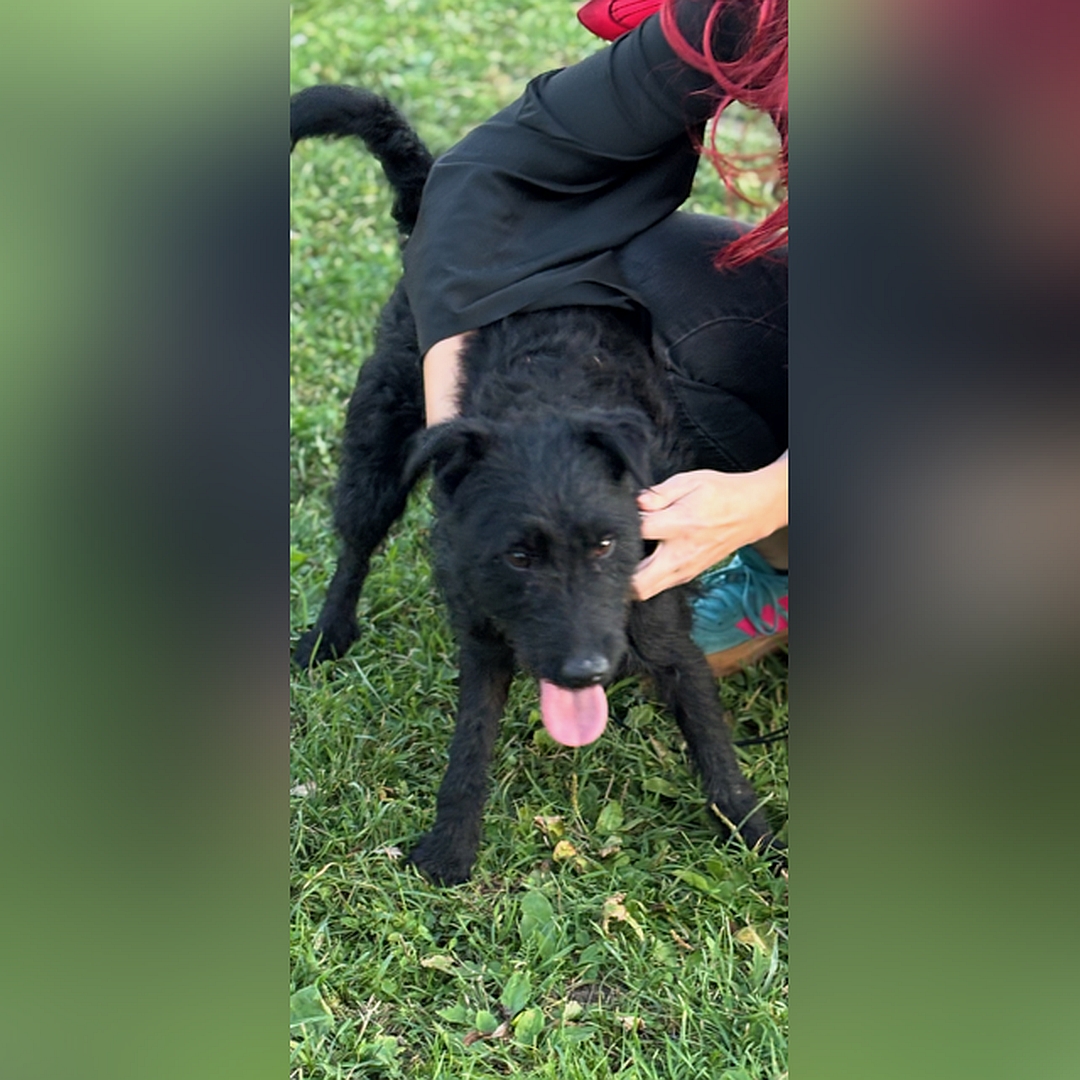 Schwarze Hündin, stehend, von vorn, Blick geradeaus, wird von einer Person gehalten