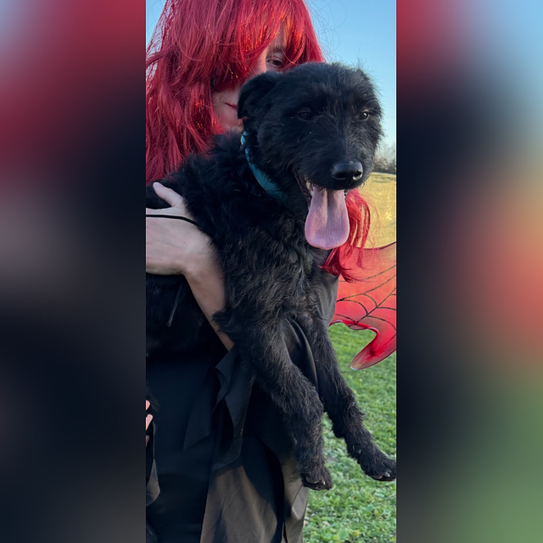 Schwarze Hündin, von eher rechts vorn, Blick geradeaus, wird von einer Person auf dem Arm getragen