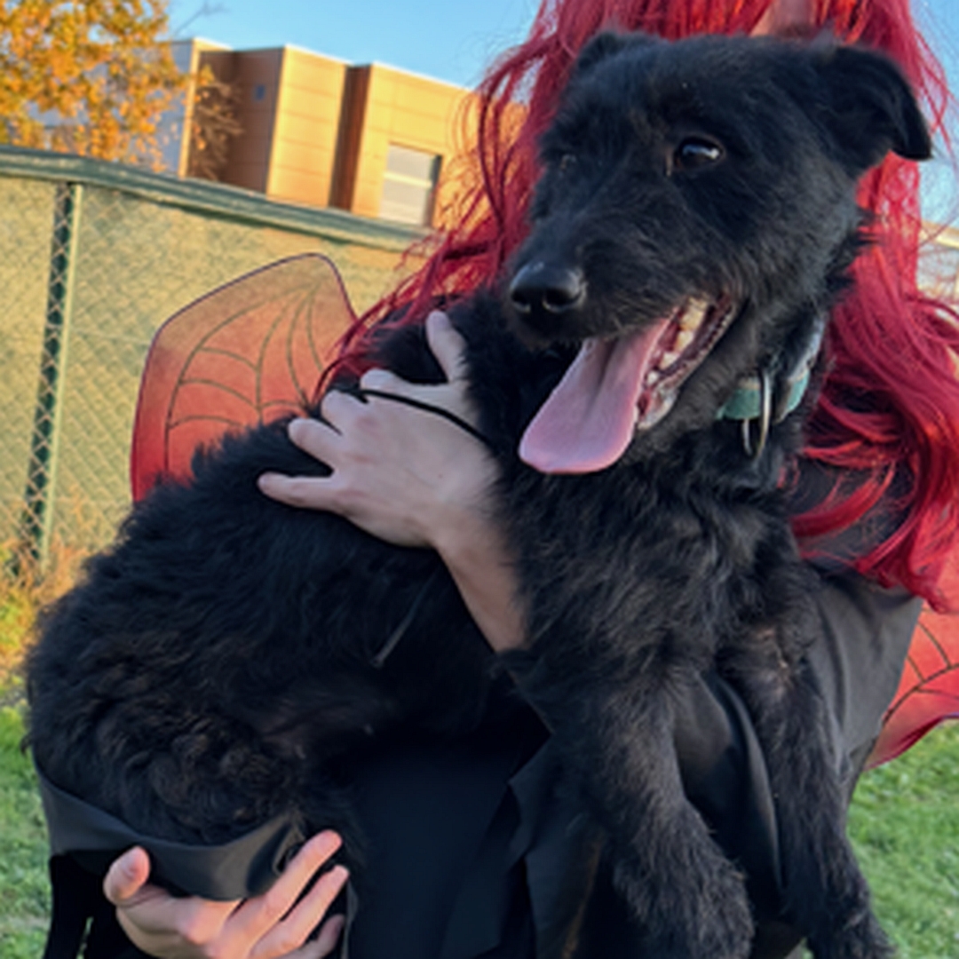 Schwarze Hündin, eher rechte Seite, Kopf und Blick nach rechts, wird von einer Person auf dem Arm getragen