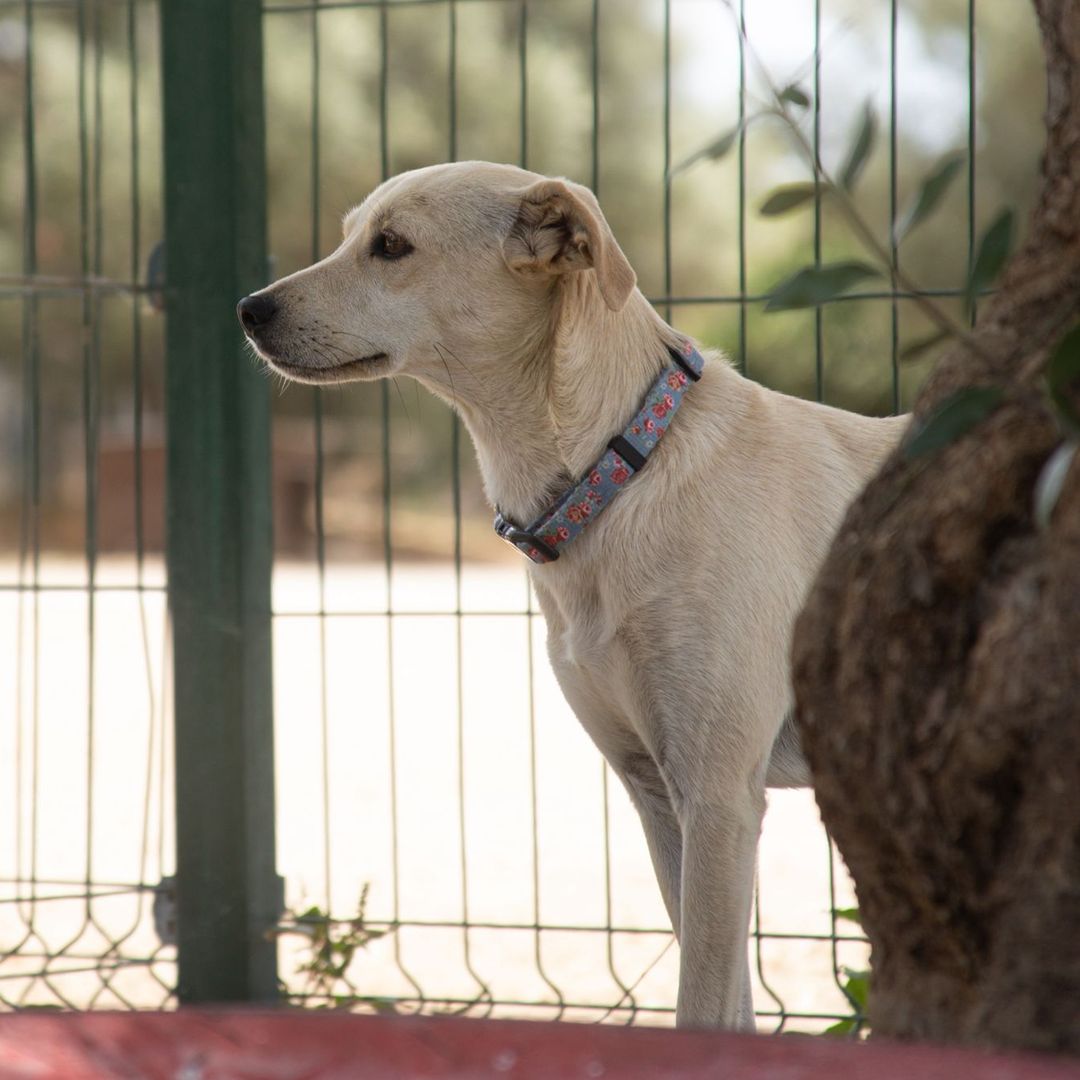 Filha im Auslauf seitlich