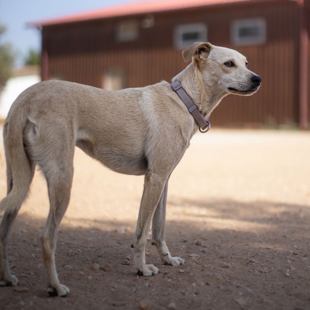 Filha im Auslauf seitlich
