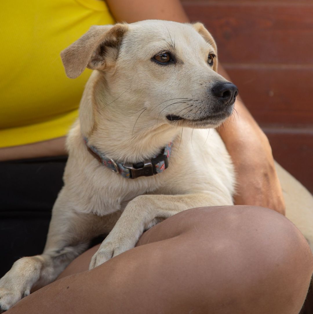 Filha im Auslauf liegt bei Betreuerin