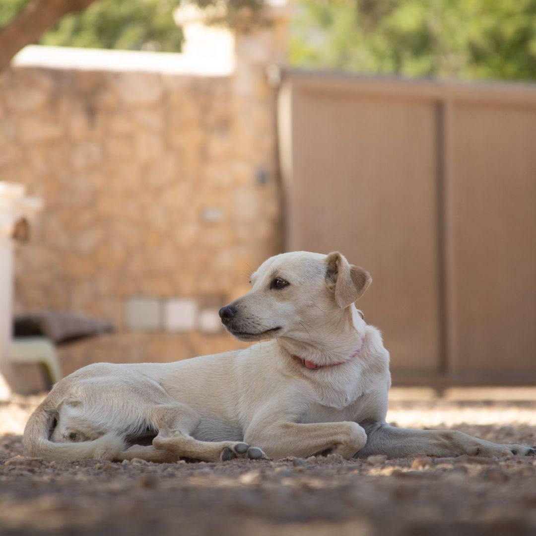 Filha im Auslauf liegt im Schatten