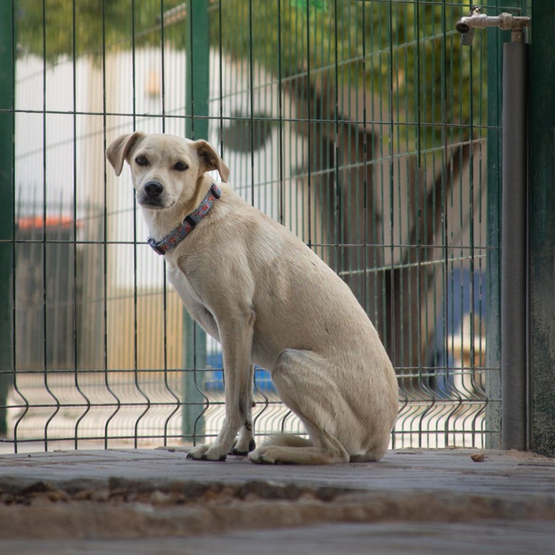 Filha im Auslauf sitzt am Zaun