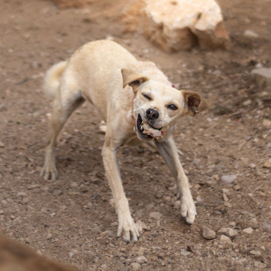 Filha im Auslauf schüttelt sich