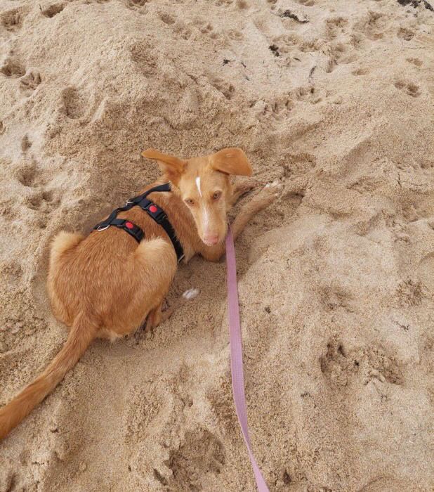 Rio beim Spaziergang am Meer
