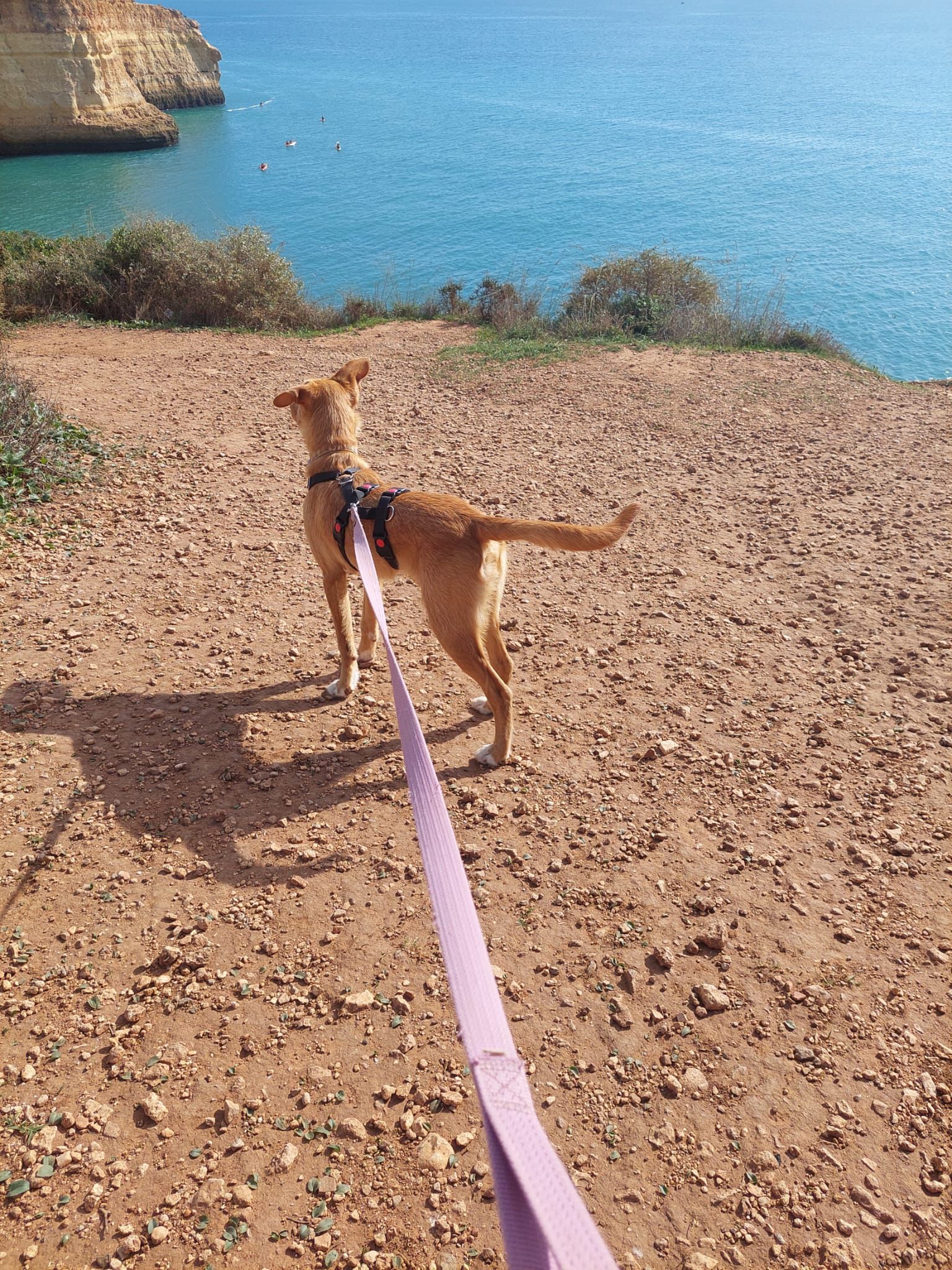 Rio beim Spaziergang am Meer