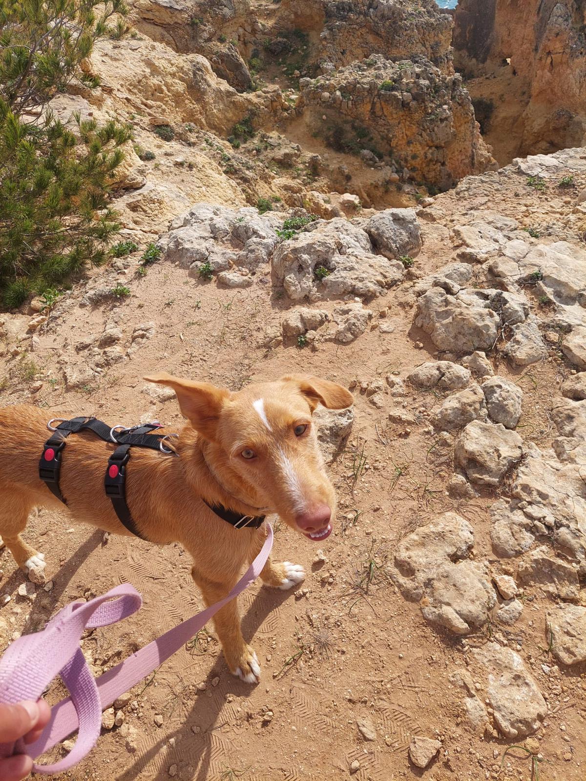 Rio beim Spaziergang am Meer
