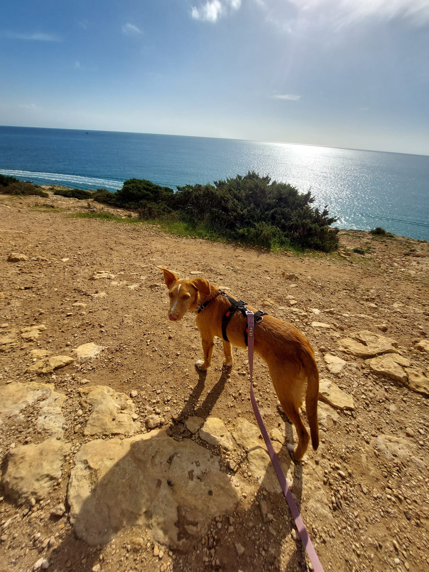 Rio beim Spaziergang am Meer