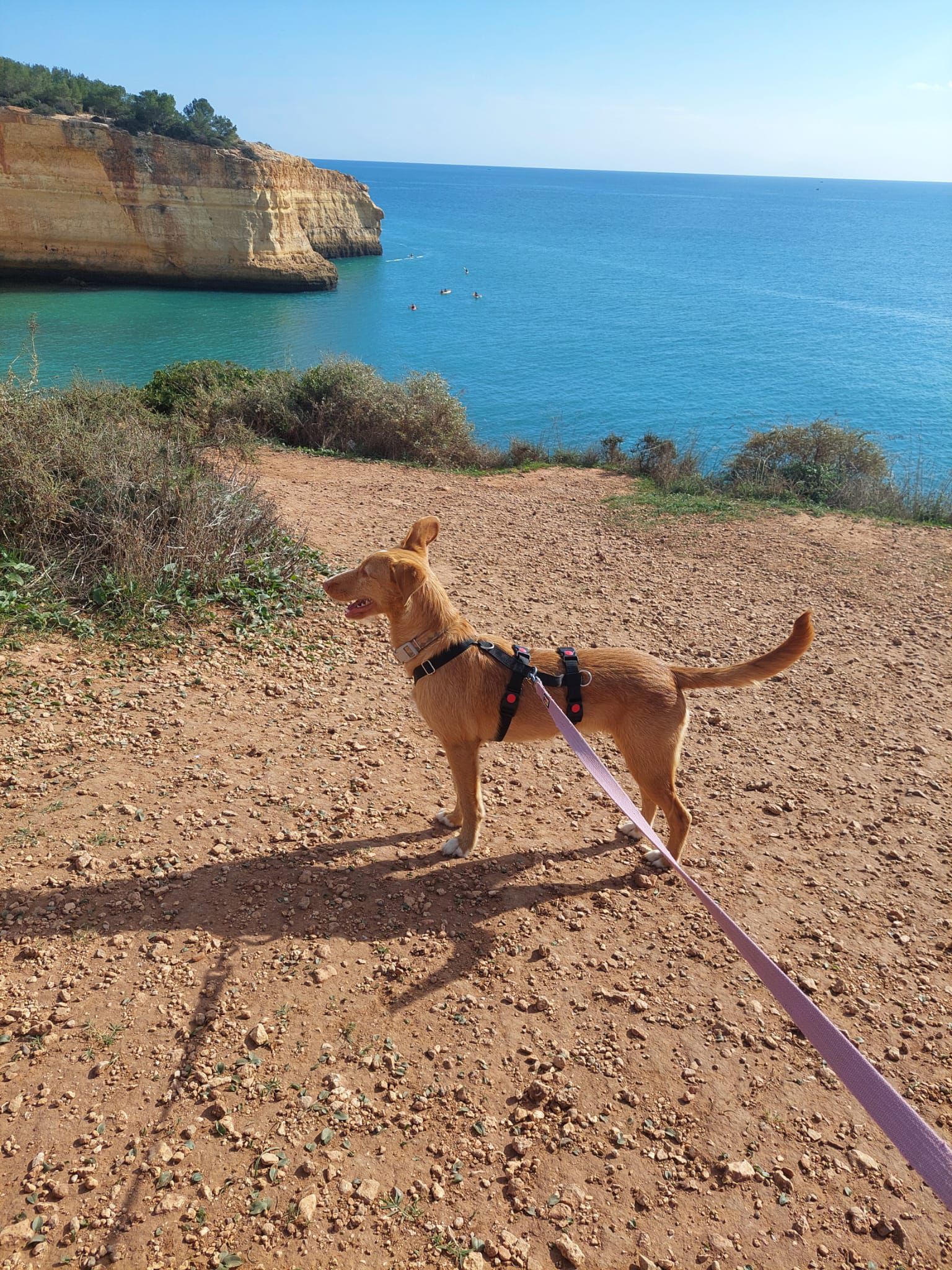 Rio beim Spaziergang am Meer