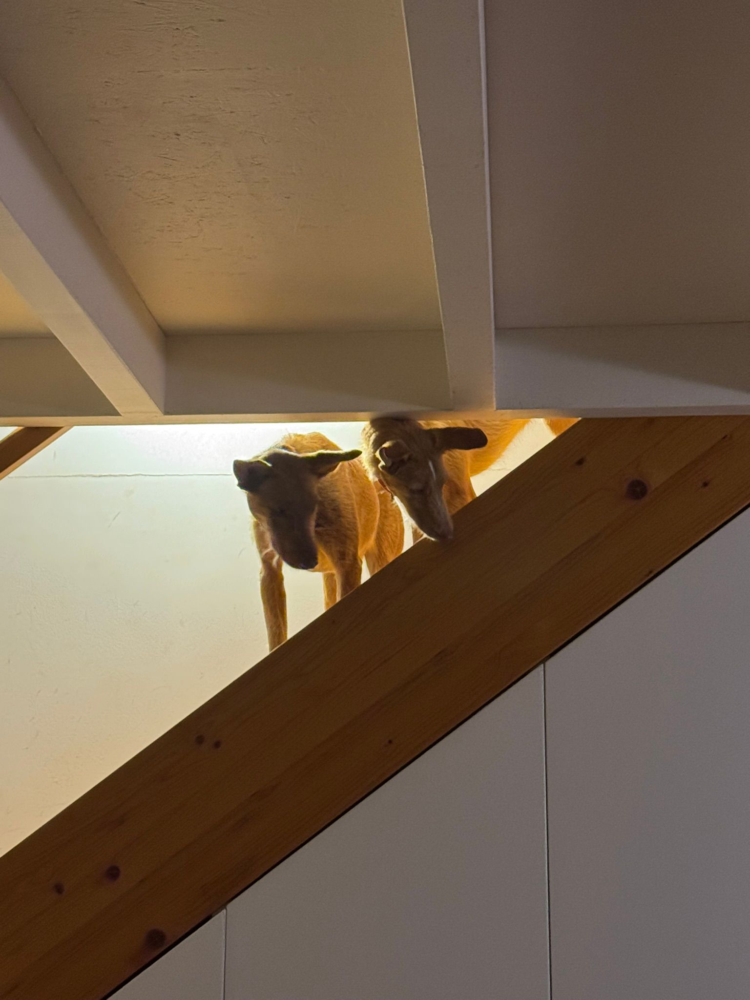 Rio steht auf einer Treppe