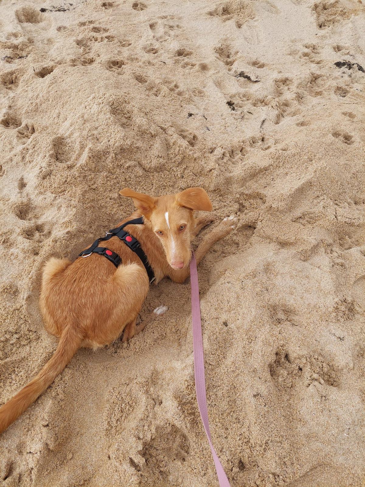 Rio beim Spaziergang am Meer