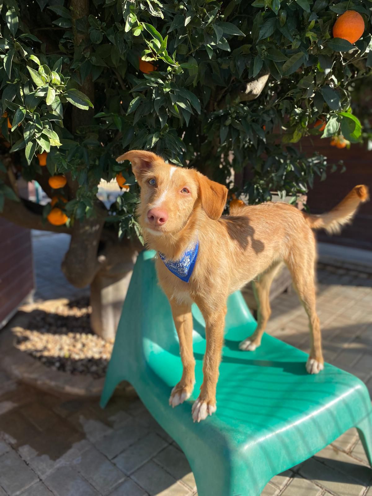 Rio steht auf einem Tisch