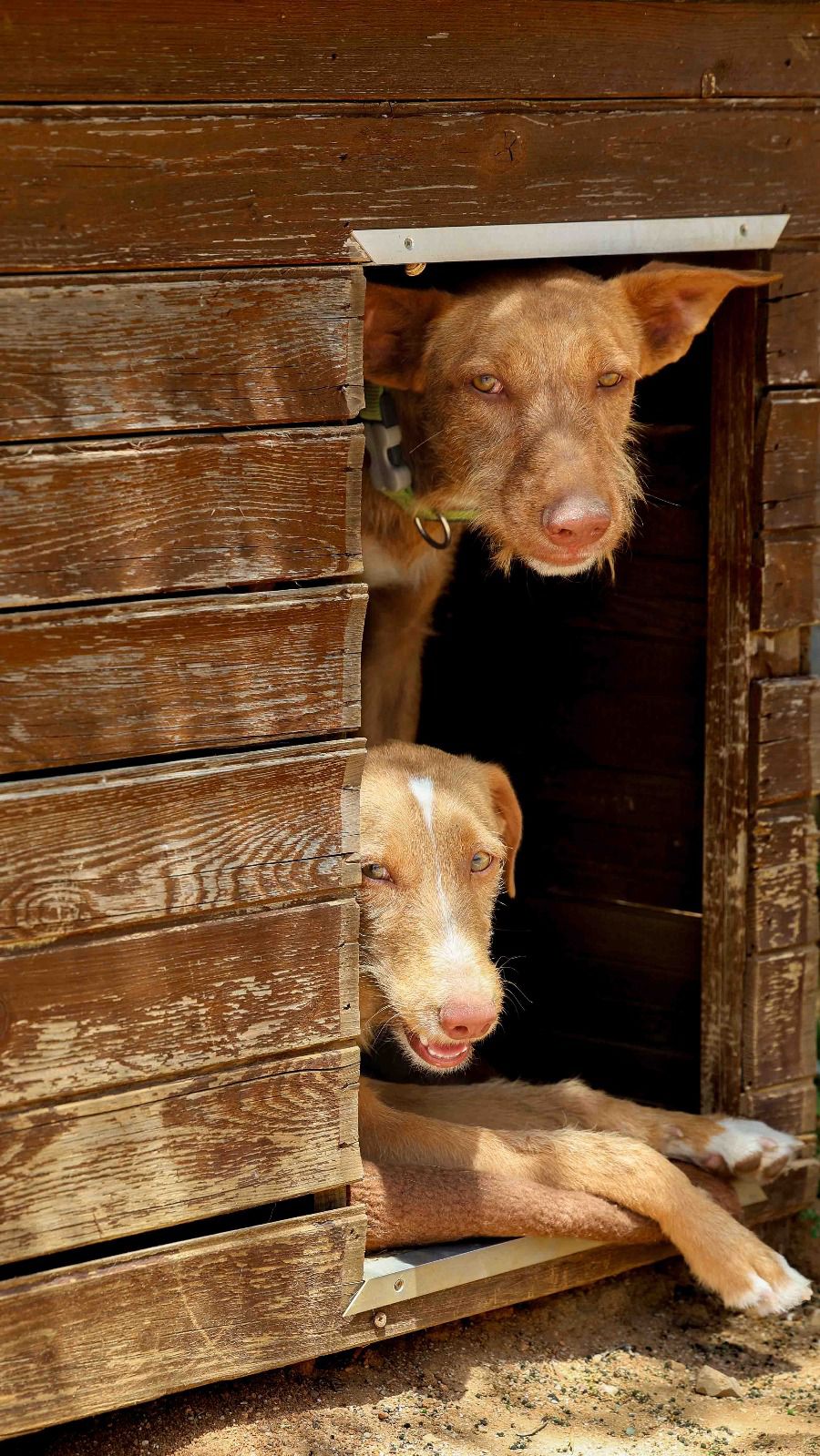 Rufus in der Hundehütte