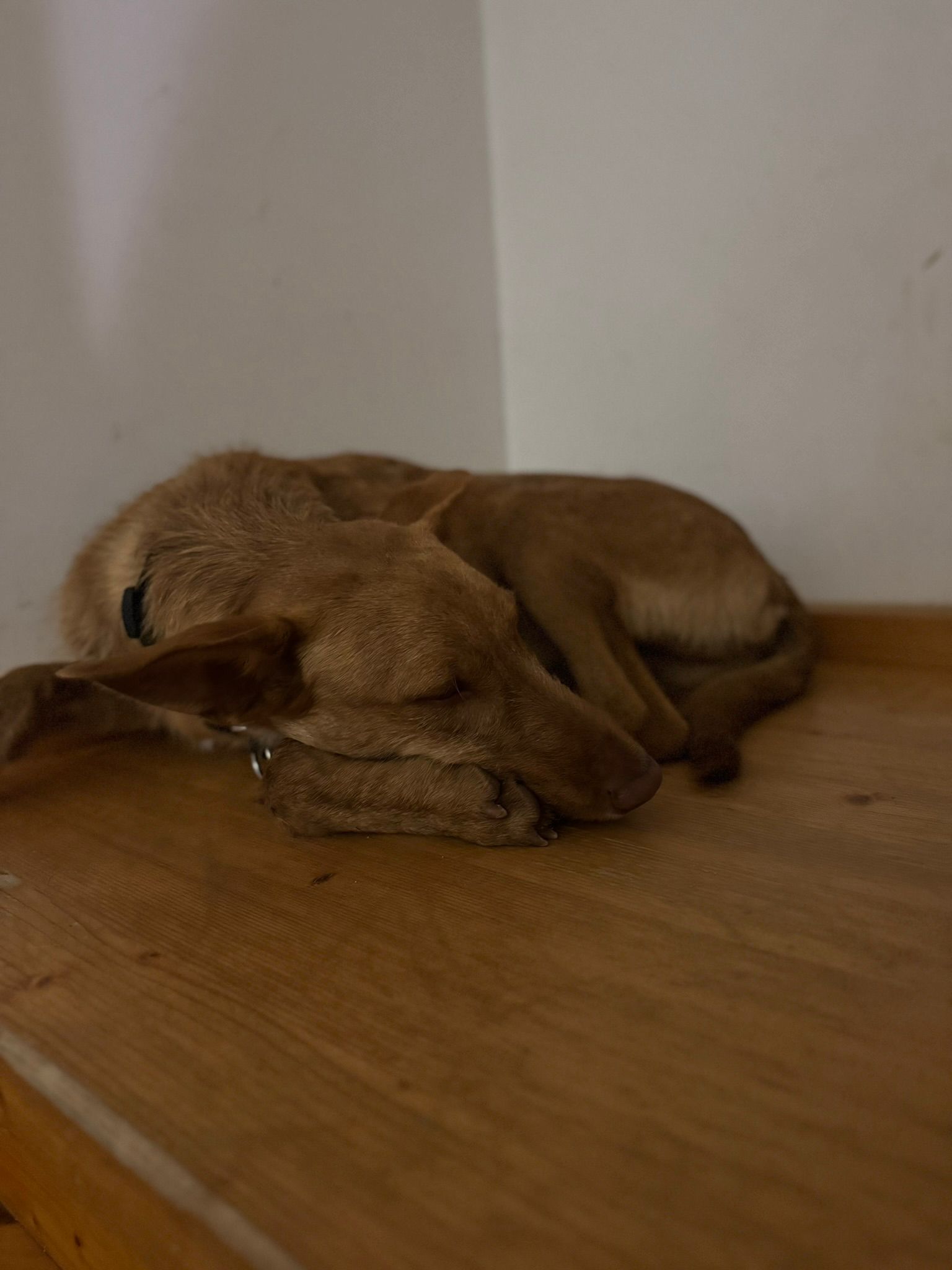 Rufus in der Wohung beim entpannen