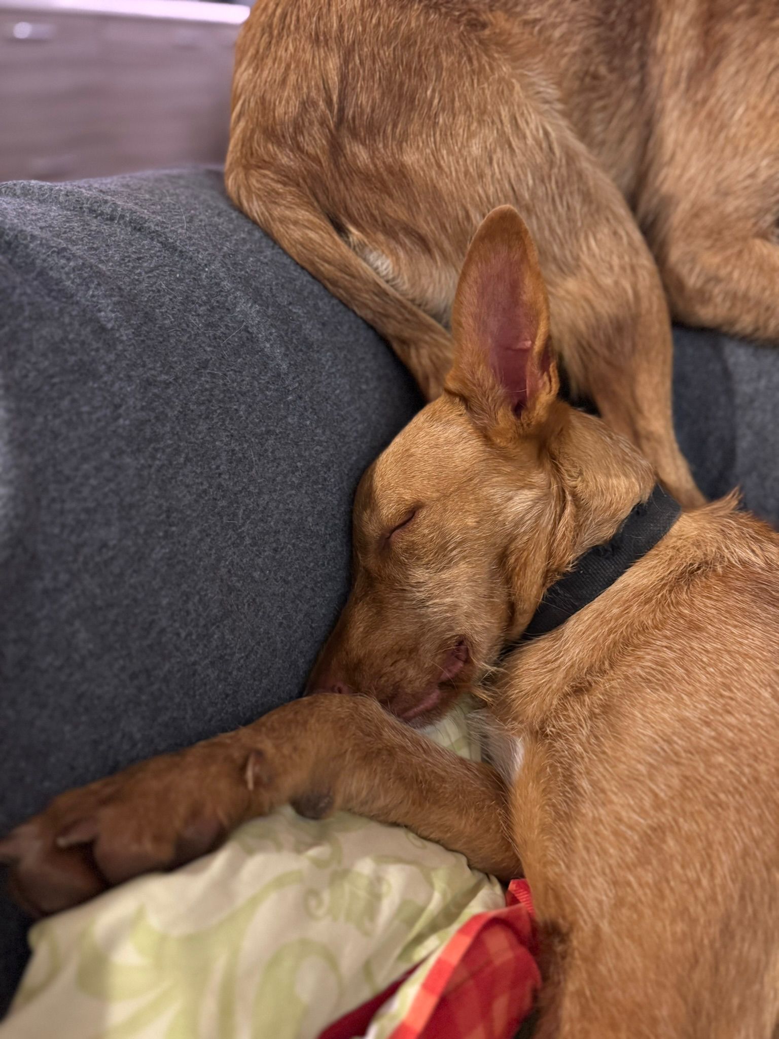 Rufus in der Wohung beim entpannen