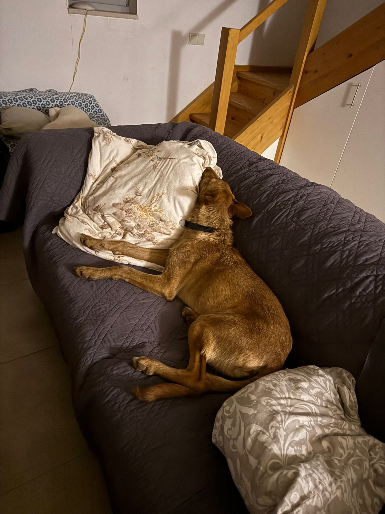 Rufus in der Wohung beim entpannen