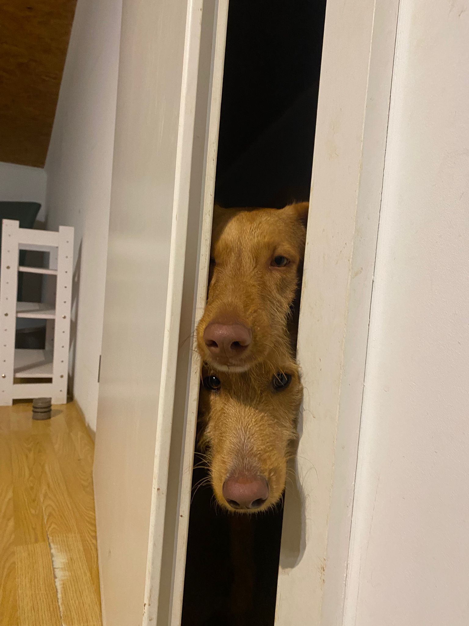 Rufus schaut durch den Türspalt