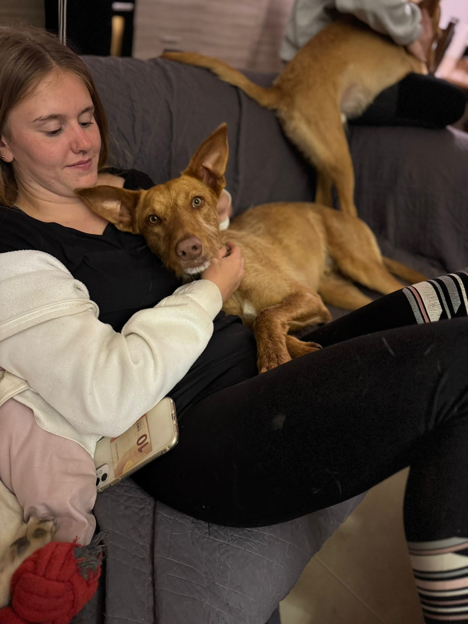 Rufus in der Wohung beim entpannen