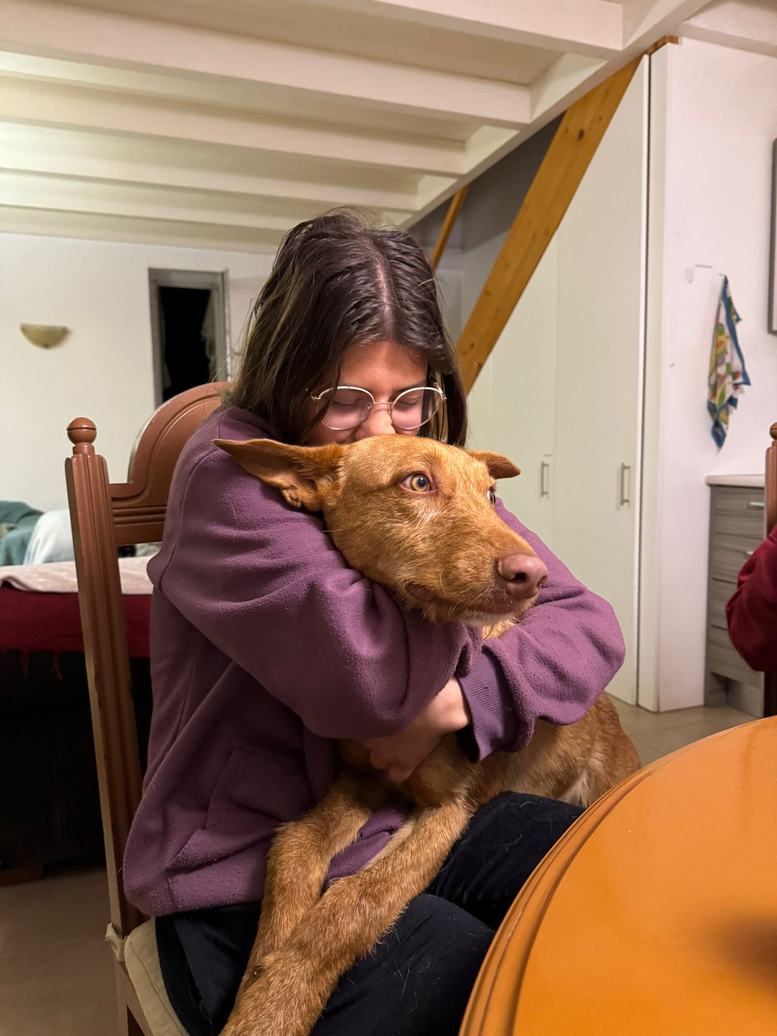 Rufus in der Wohung beim entpannen