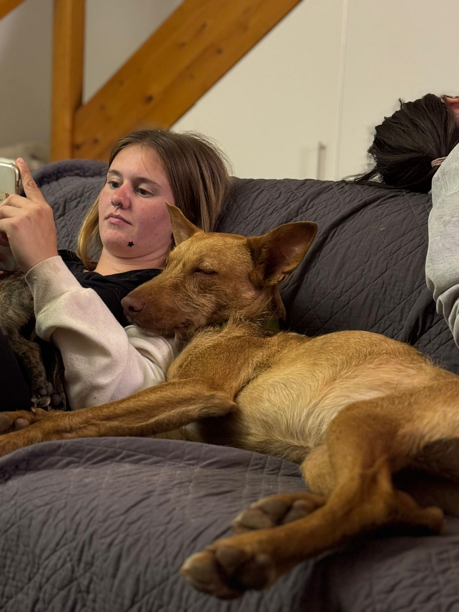 Rufus in der Wohung beim entpannen