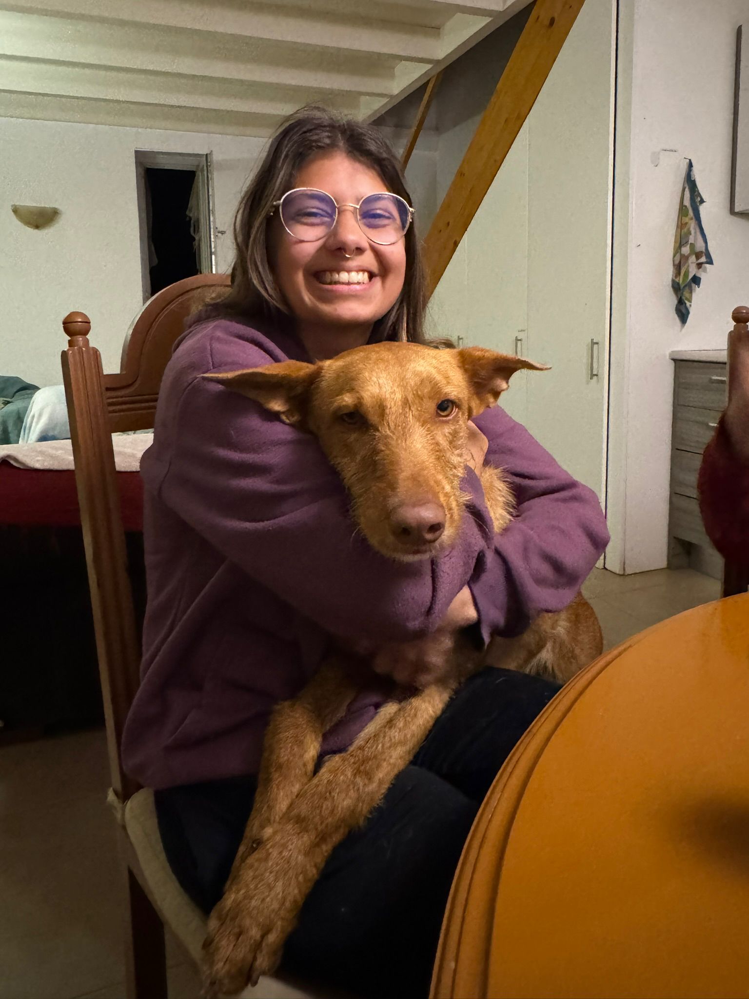 Rufus in der Wohung beim entpannen