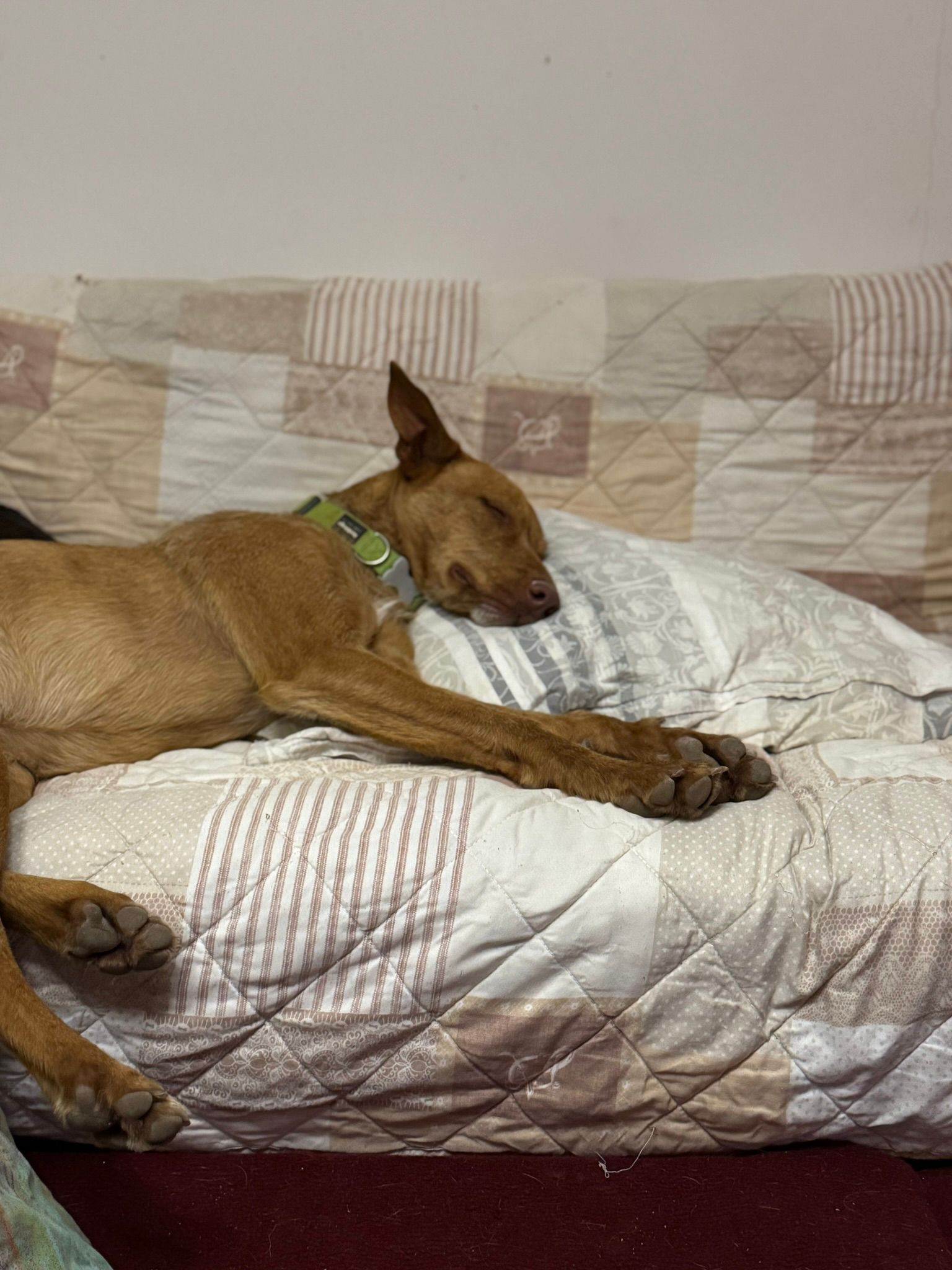 Rufus in der Wohung beim entpannen