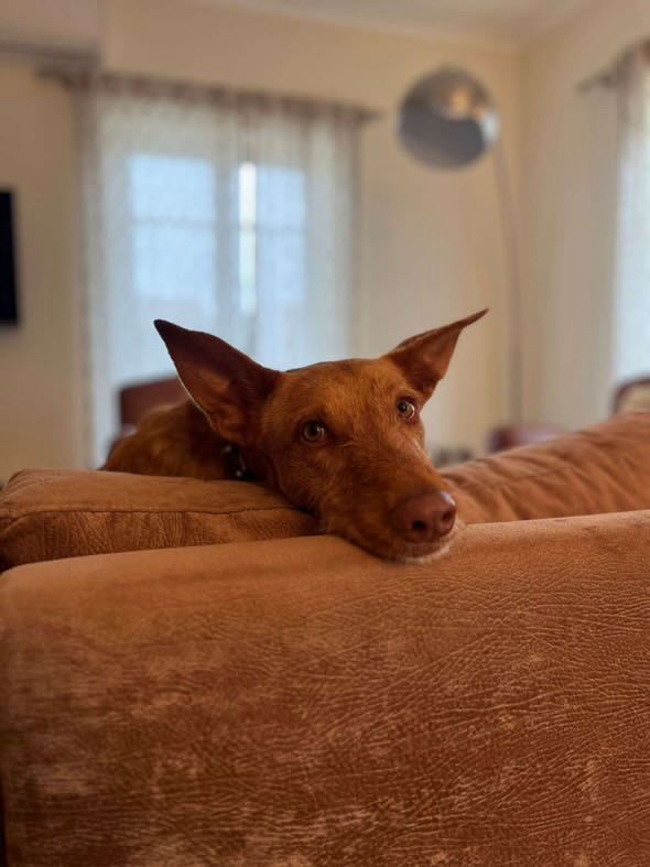 Rufus in der Wohung beim entpannen