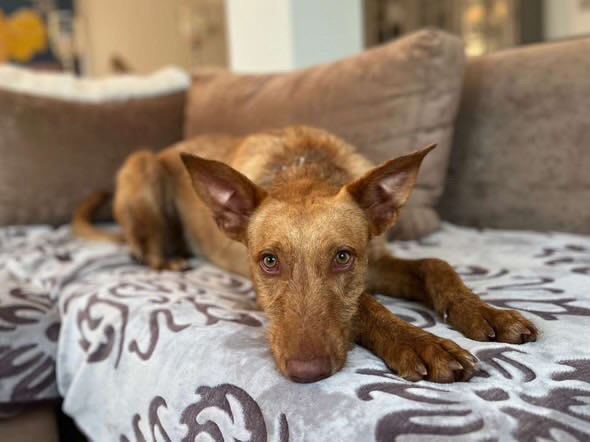 Rufus in der Wohung beim entpannen