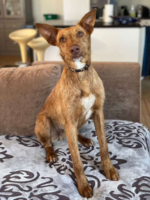 Rufus in der Wohung beim entpannen