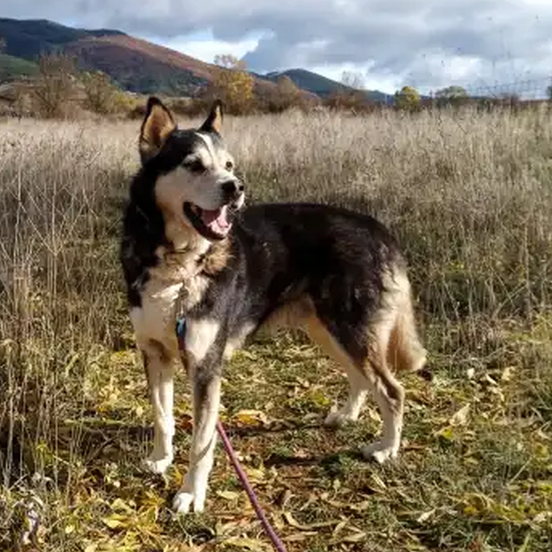 Schwarz-weiß-brauner Rüde, stehend, linke Seite, Kopf und Blick nach links