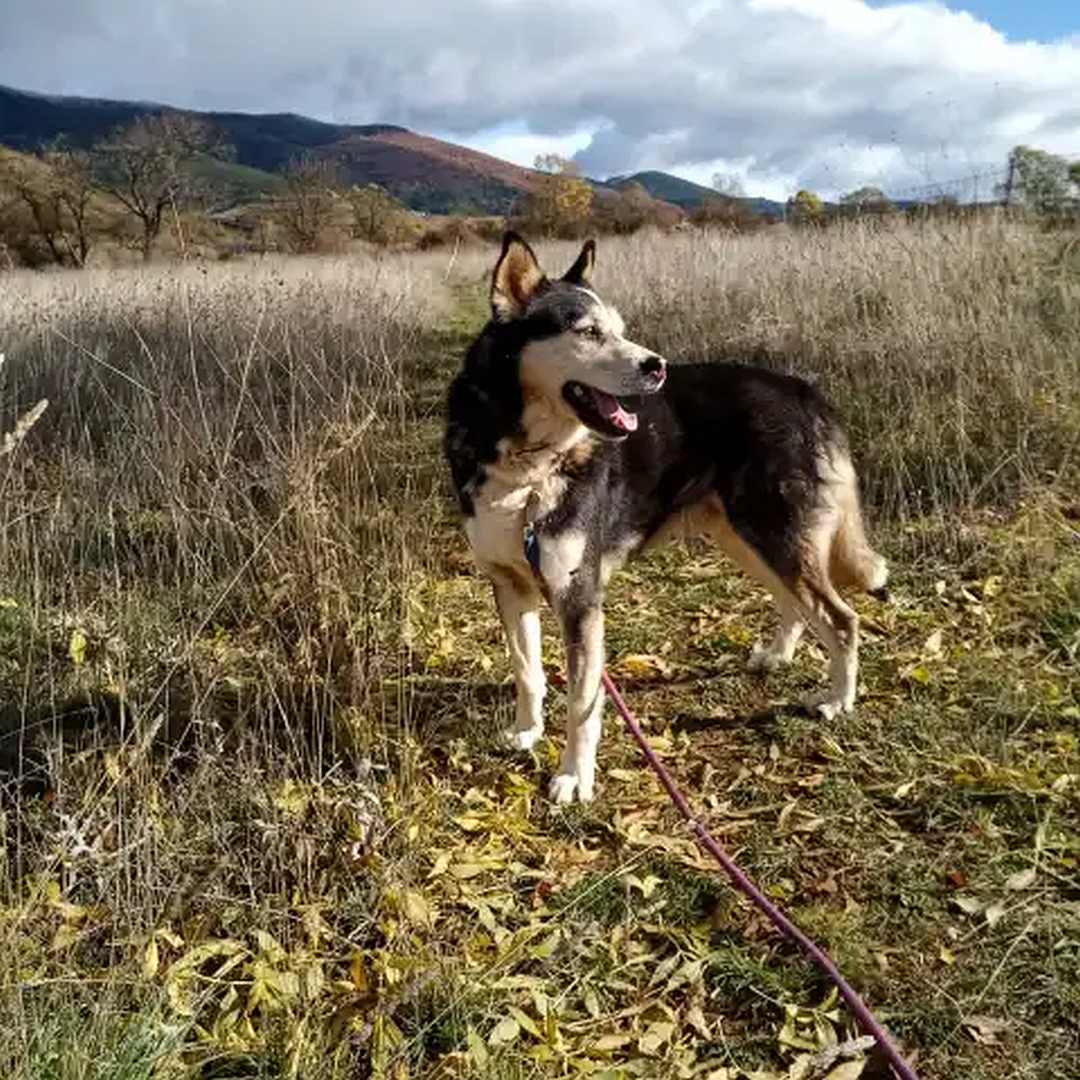 Schwarz-weiß-brauner Rüde, stehend, linke Seite, Kopf und Blick nach links hinten