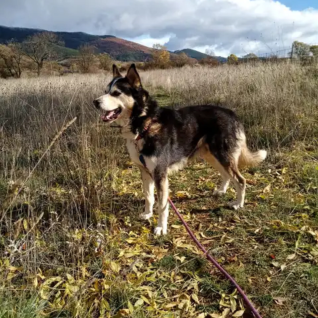Schwarz-weiß-brauner Rüde, stehend, linke Seite, Blick geradeaus