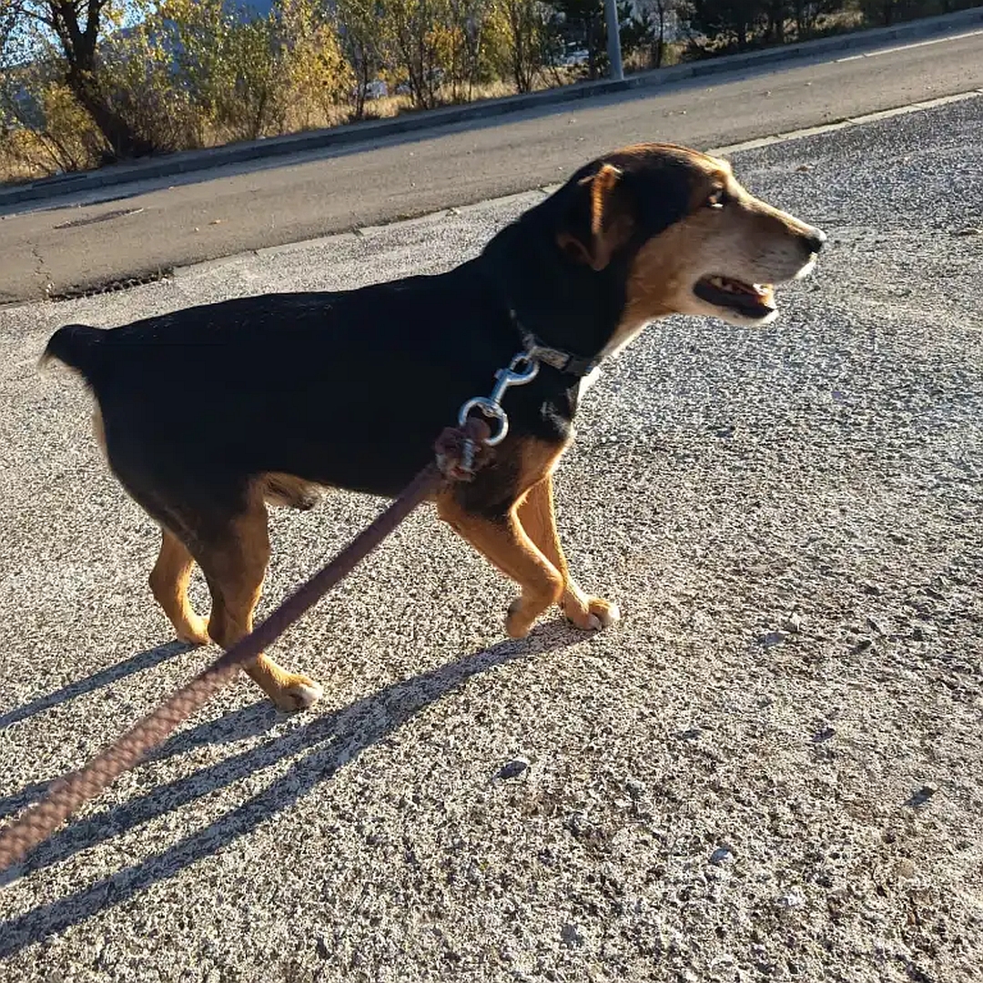 Schwarz-brauner Rüde, gehend, rechte Seite, Blick geradeaus
