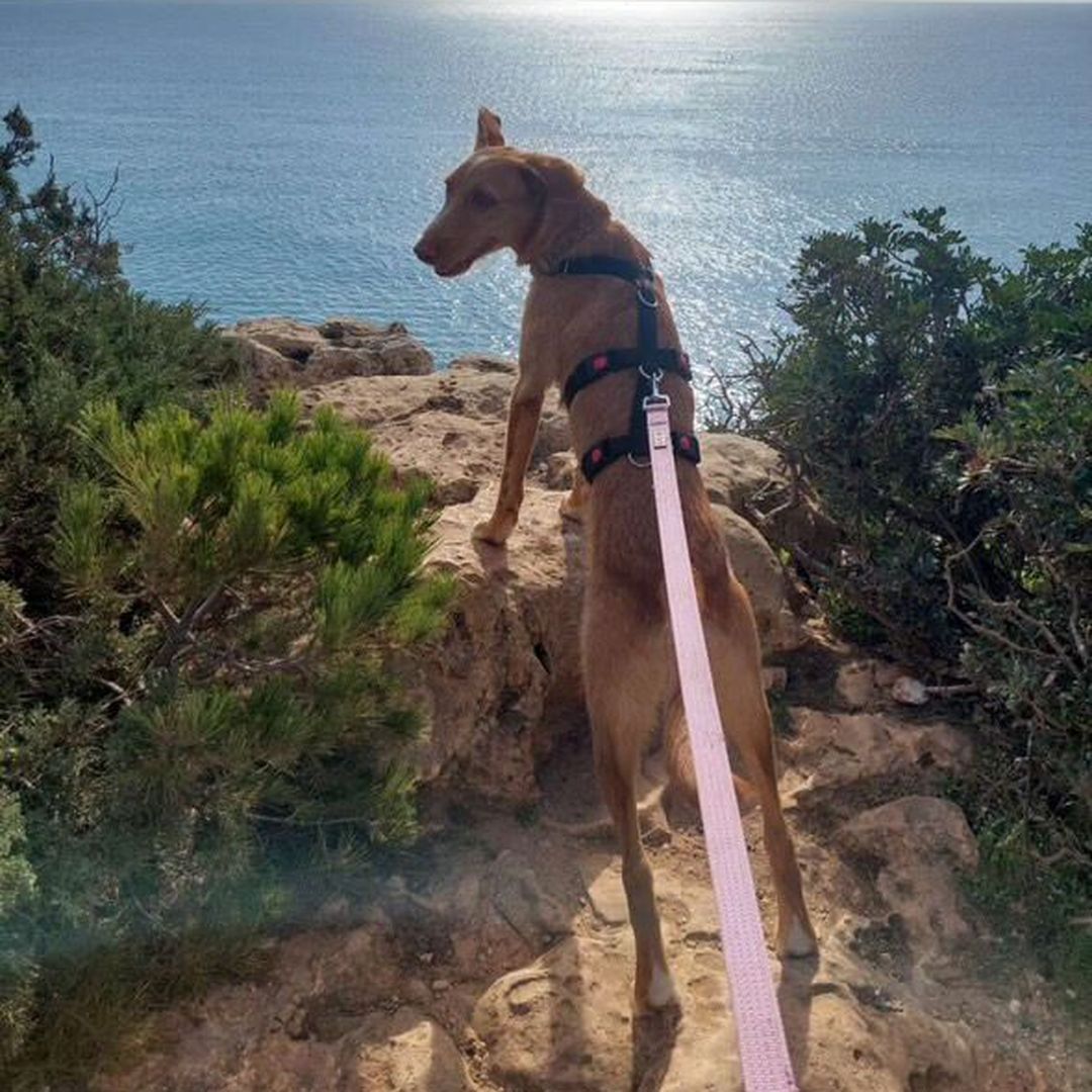 Rio beim Spaziergang am Meer