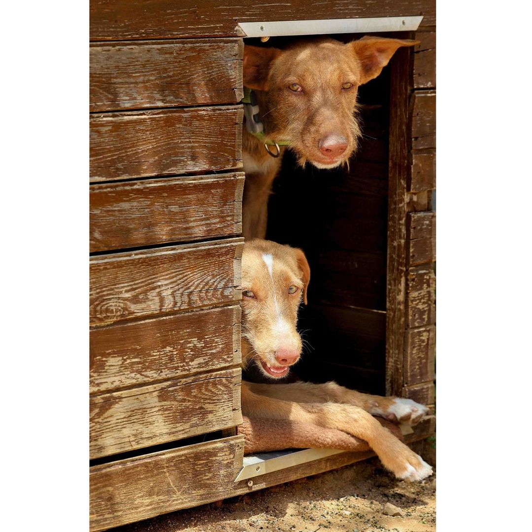 Rio im Zwinger in der Hundehütte