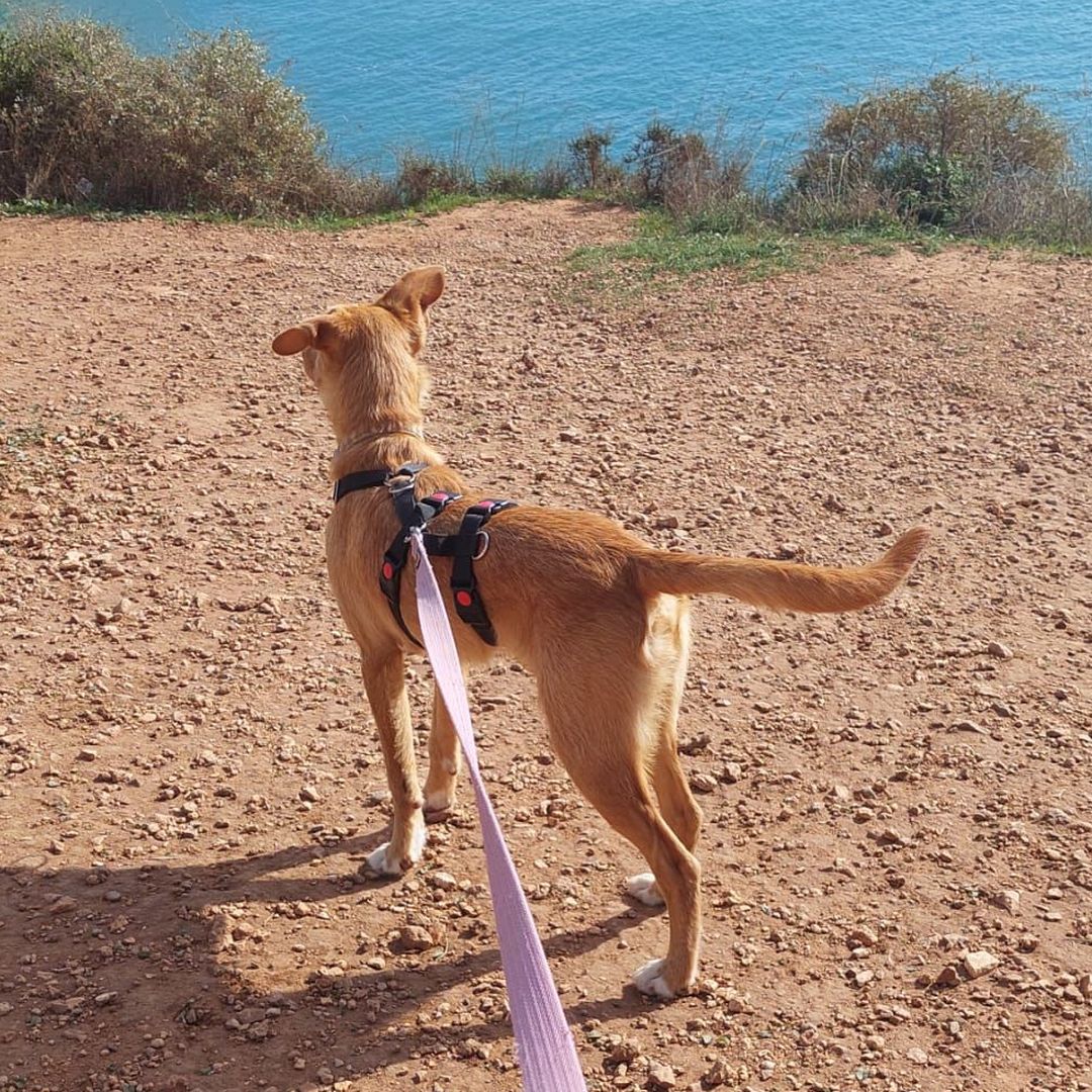 Rio beim Spaziergang am Meer
