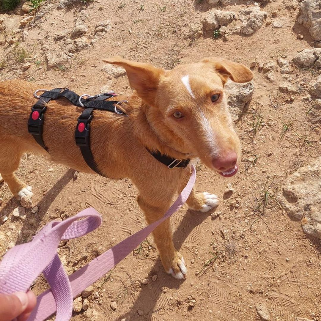 Rio beim Spaziergang am Meer